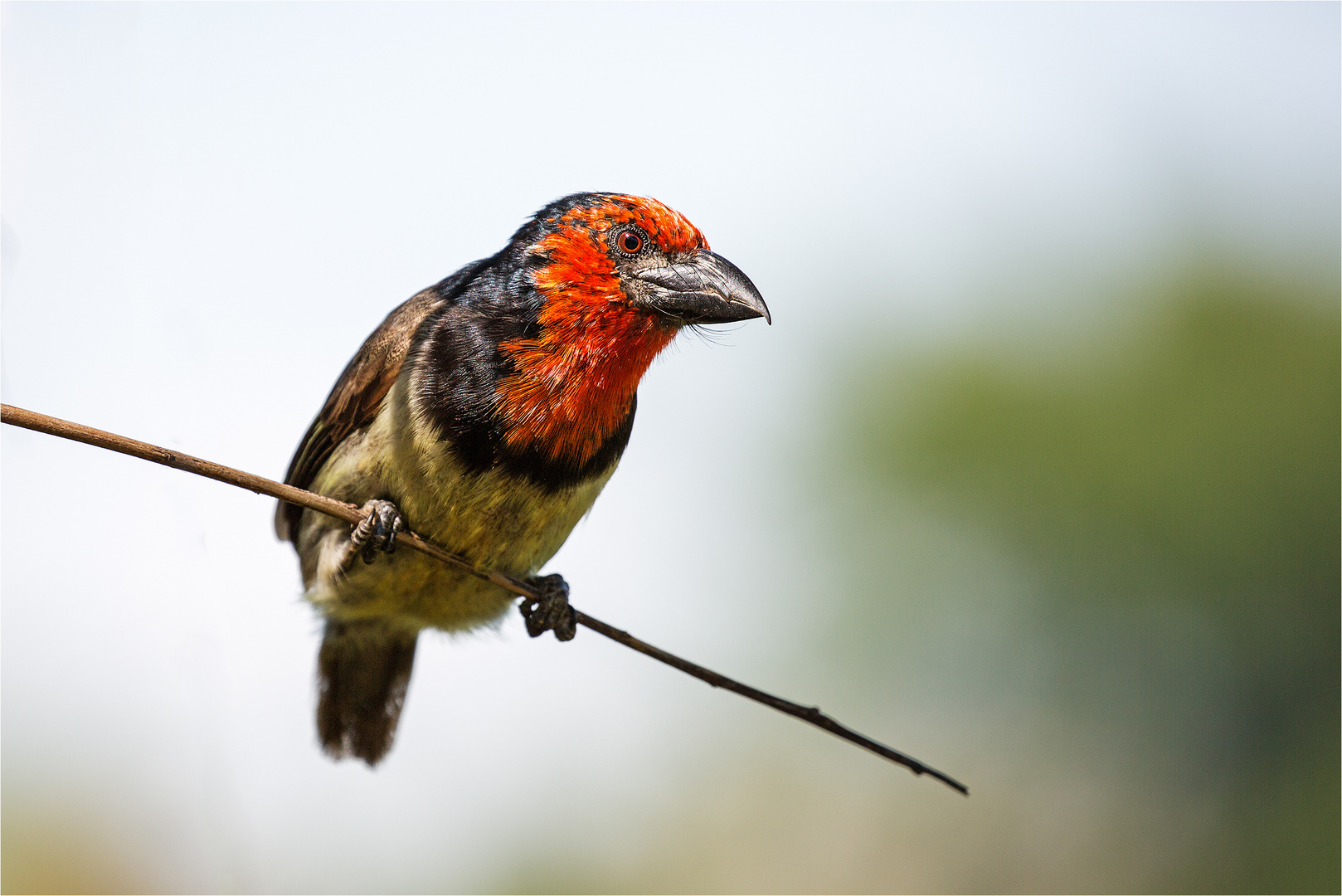 der Halsband-Bartvogel