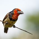 der Halsband-Bartvogel