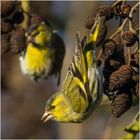 Der "Hambüchen" der Vögel . . . 