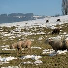 Der Hammel und seine Damen