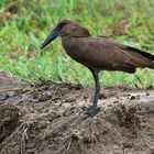 Der Hammerkopf oder Schattenvogel (Scopus umbretta)....