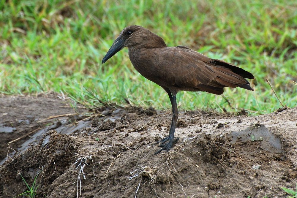 Der Hammerkopf oder Schattenvogel (Scopus umbretta)....