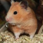 Der Hamster