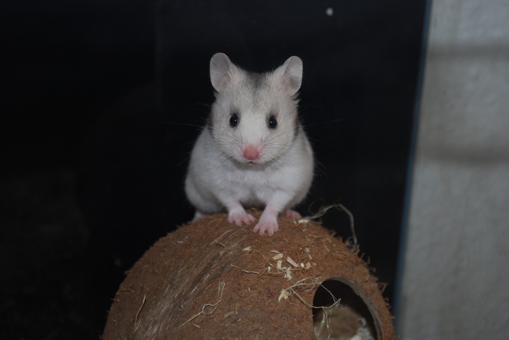 der hamster meiner freundin