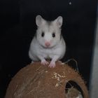 der hamster meiner freundin