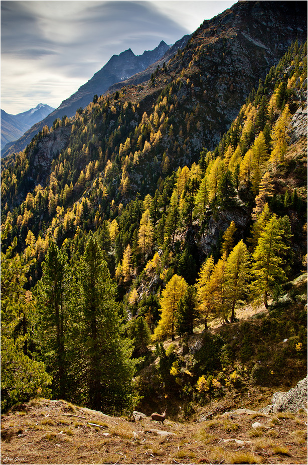 Der Hang der goldenen Lärchen