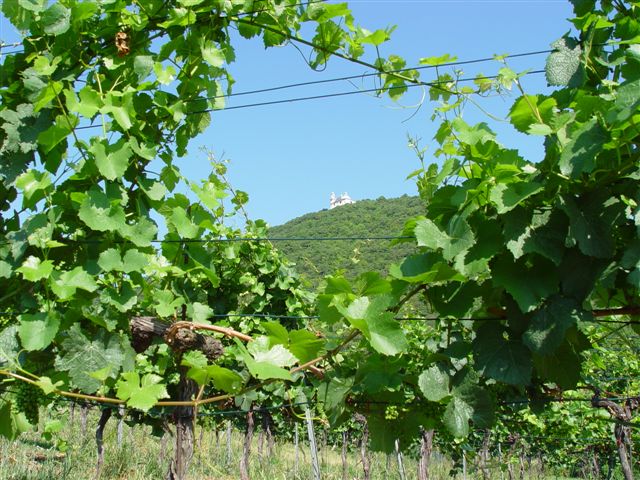 Der Hang zum Wein unter dem Leopoldsberg