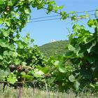 Der Hang zum Wein unter dem Leopoldsberg