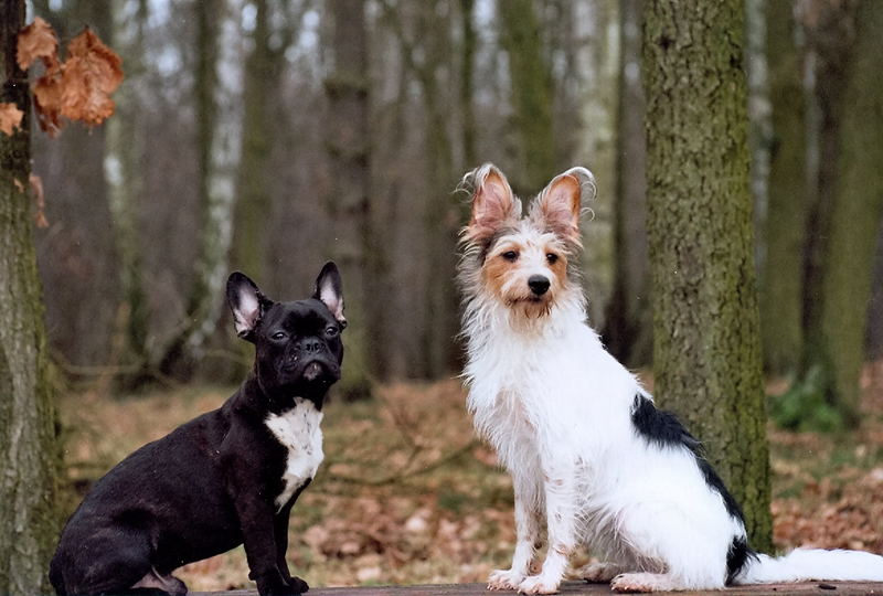 Der Hansi und die Lilli