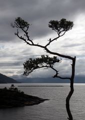 Der Hardangerfjord I