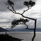 Der Hardangerfjord I