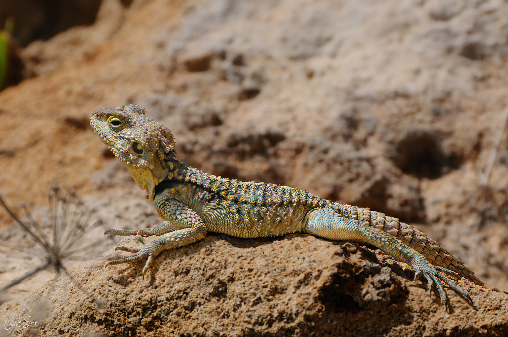 Der Hardun (Stellagama stellio, Syn.: Agama stellio, Laudakia stellio)