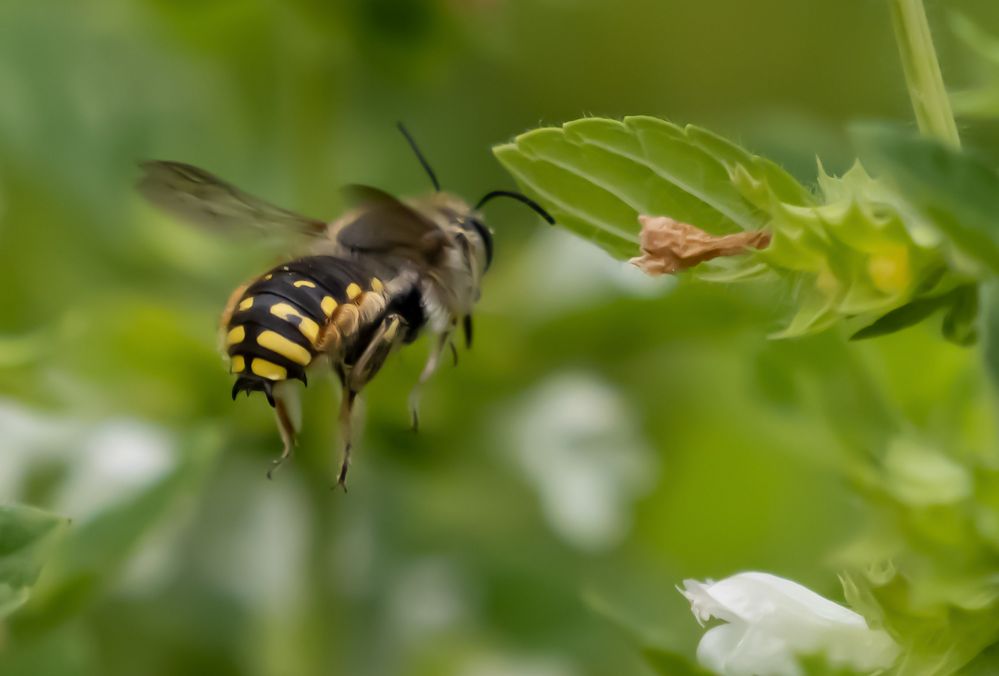 Der Haremswächter im Blumenbeet