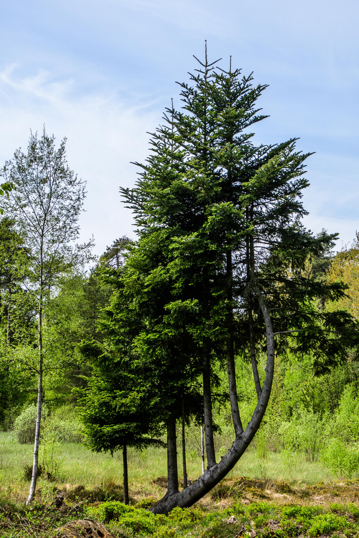 Der Harfenbaum