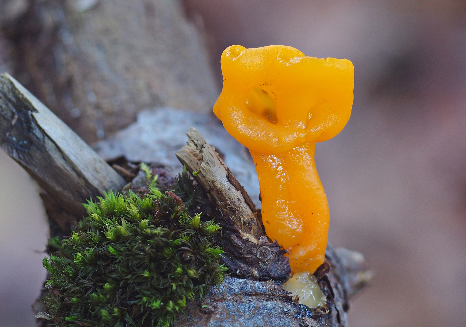 Der Haribo-Pilz