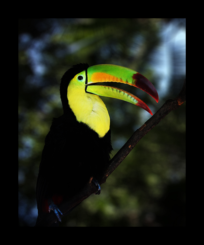 Der Haribo Tropifrutti Vogel Foto Bild Tiere Wildlife Wild Lebende Vögel Bilder Auf Fotocommunity