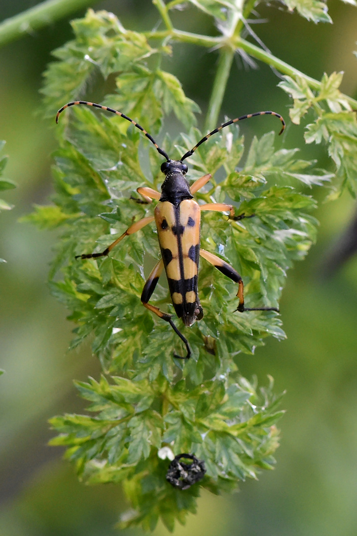 Der Harlekin