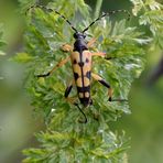 Der Harlekin