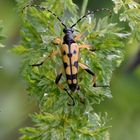 Der Harlekin