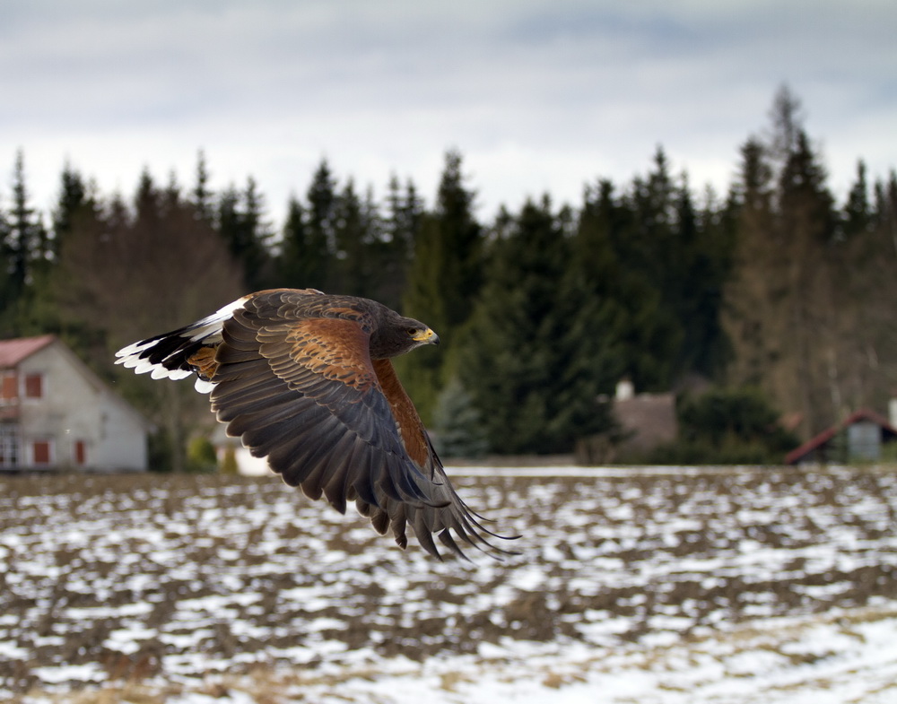 Der Harrisbussard ist ein beliebter Falknervogel