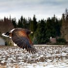 Der Harrisbussard ist ein beliebter Falknervogel