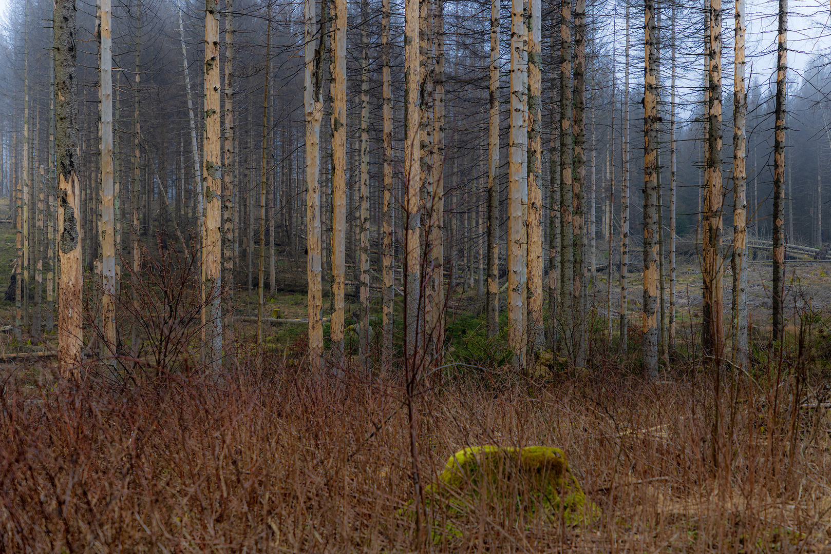 Der Harz