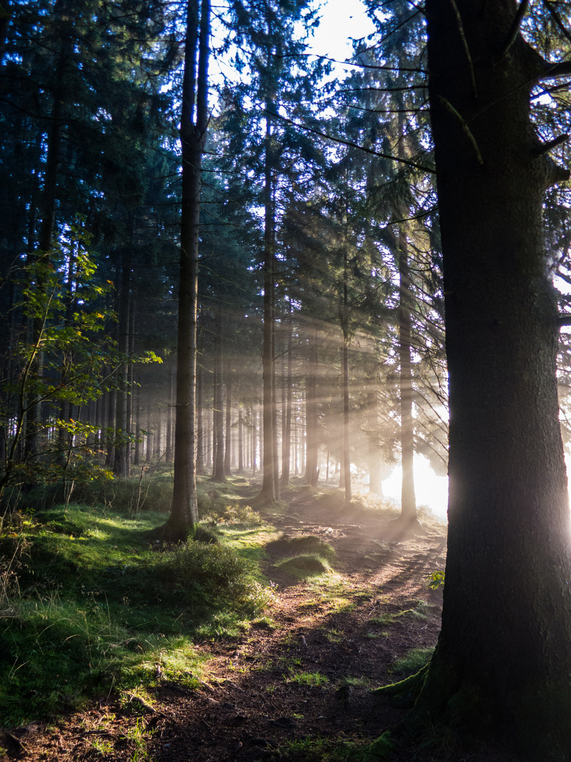 Der Harz am Morgen