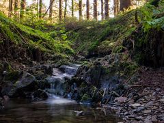 Der Harz am Morgen III