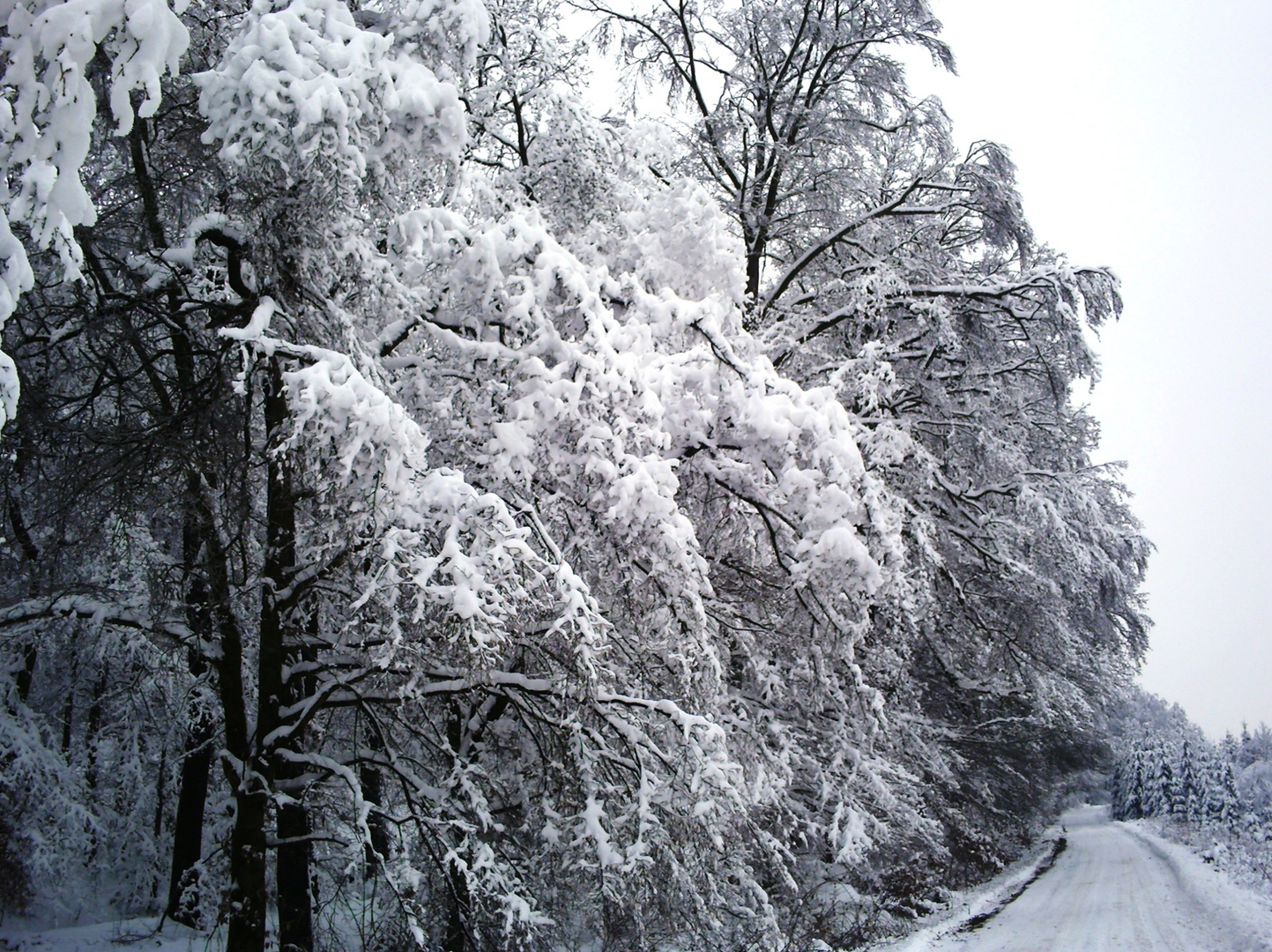 Der Harz