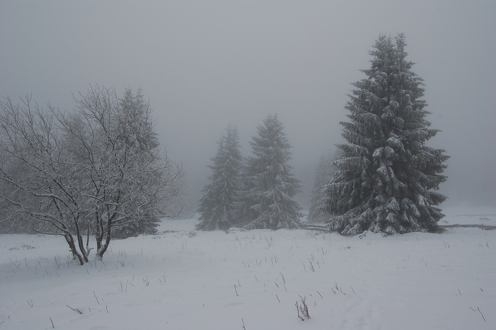 Der Harz bei Torfhaus 2