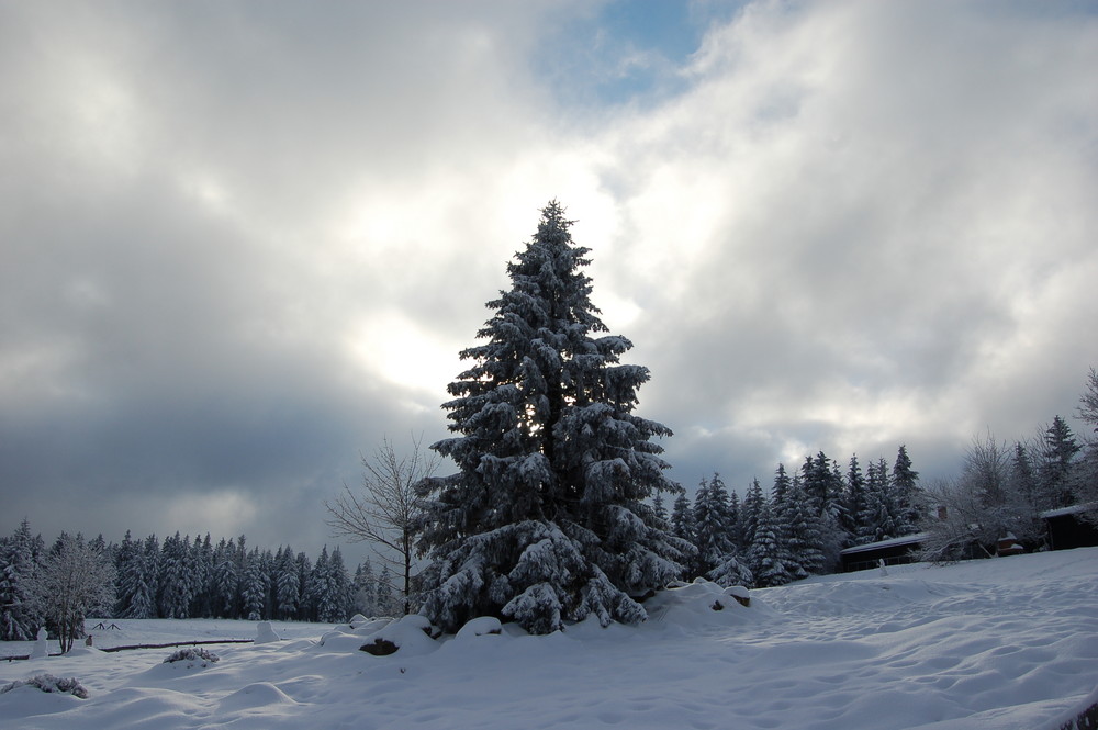 Der Harz bei Torfhaus