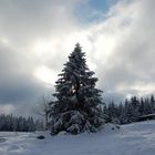 Der Harz bei Torfhaus