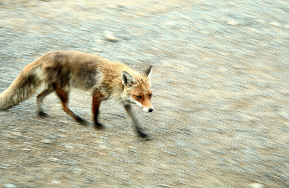 Der Harz- Fuchs