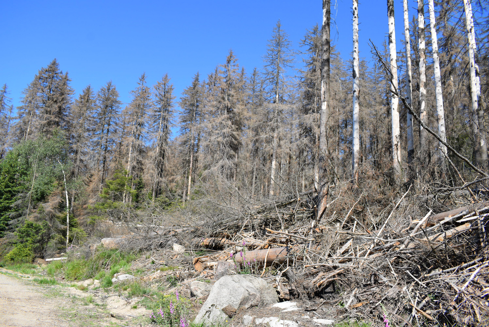 Der Harz im Juli 2019