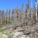 Der Harz im Juli 2019