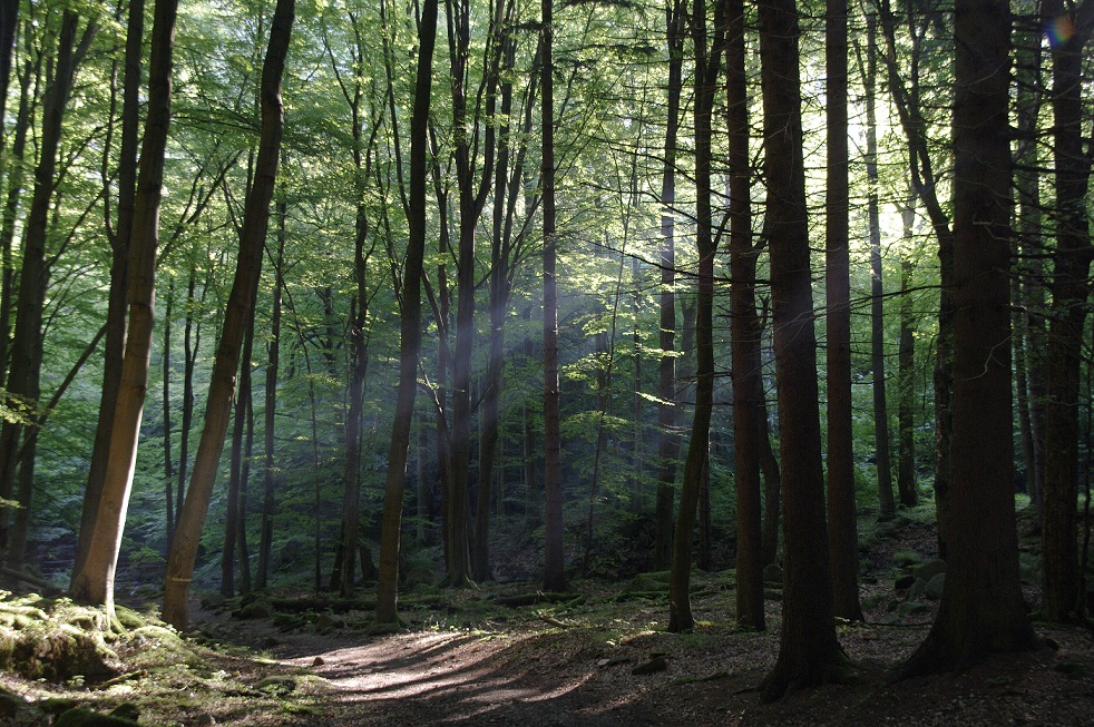 Der Harz im rechten Licht