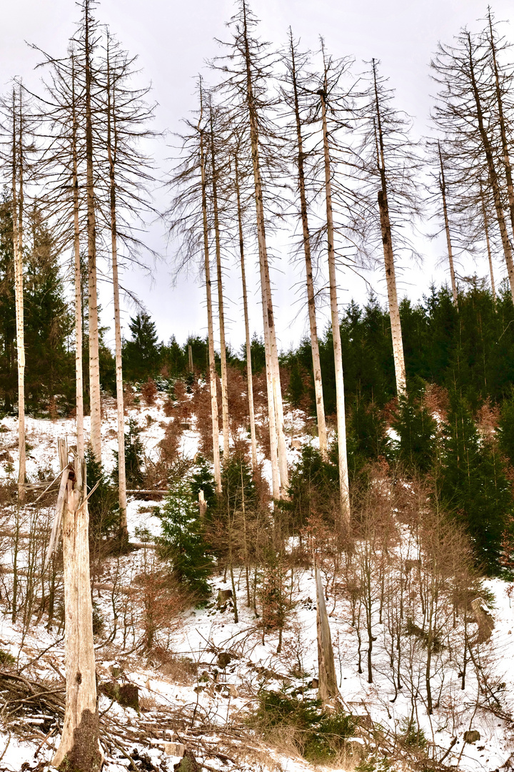 Der Harz, ….ohne Bäume ?