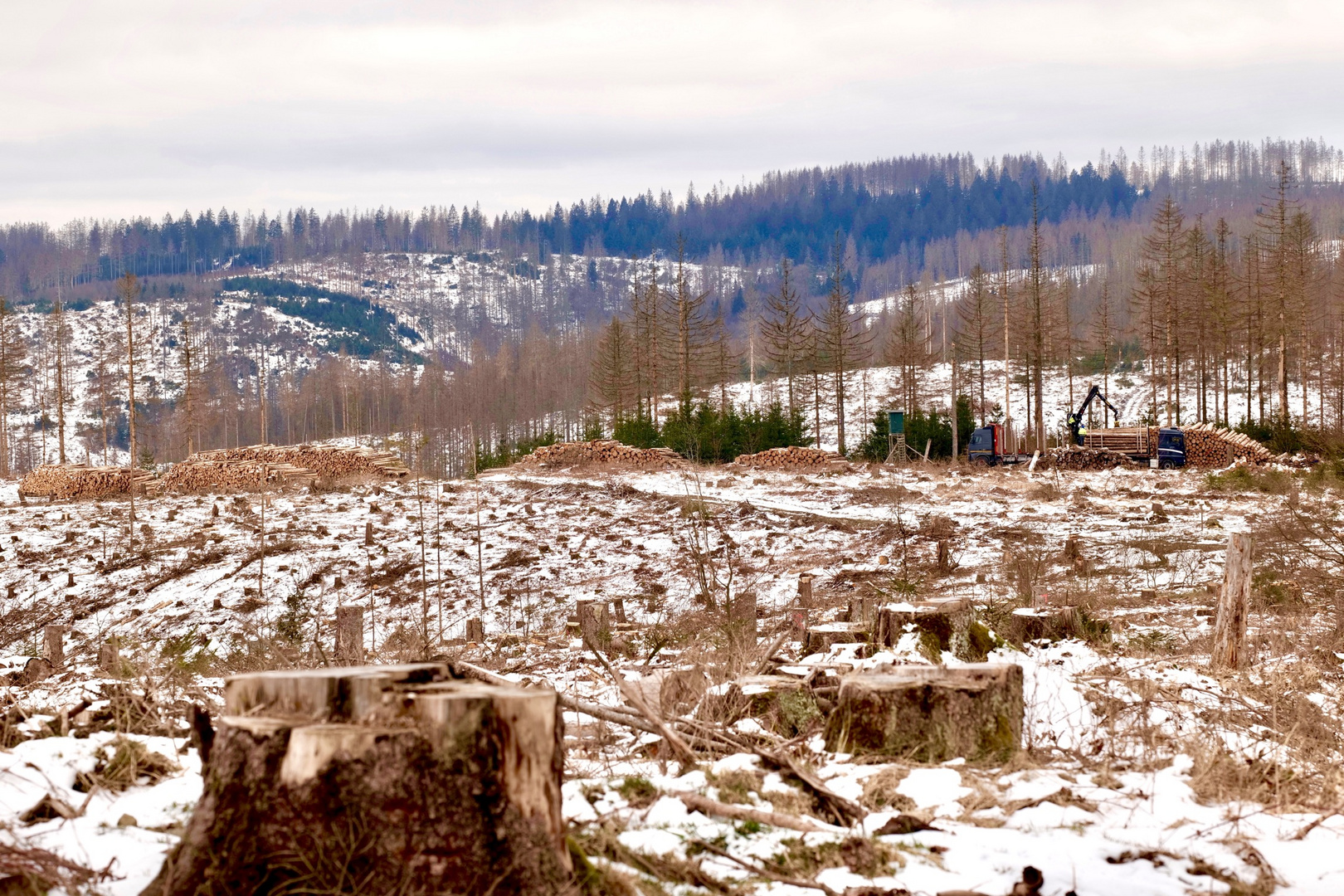 Der Harz, ….ohne Bäume ?