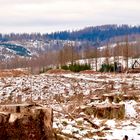 Der Harz, ….ohne Bäume ?