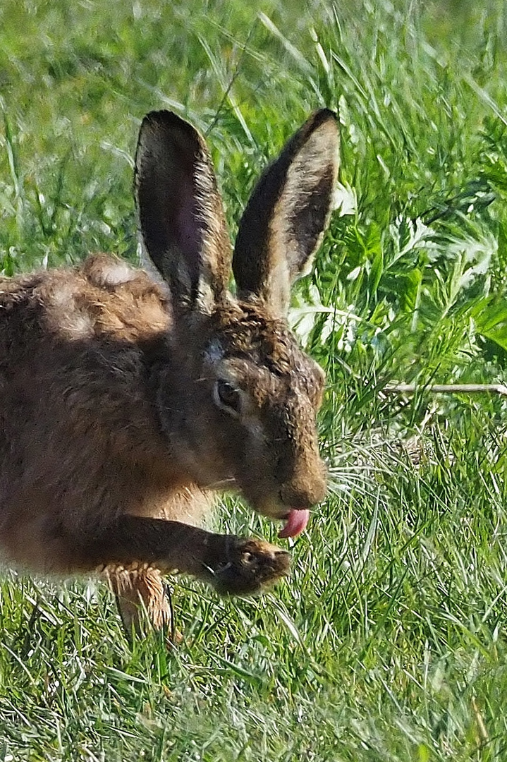 DER Hase