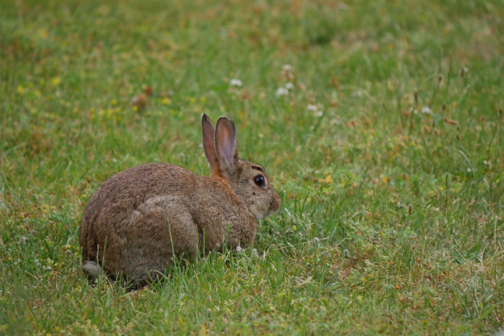 der Hase