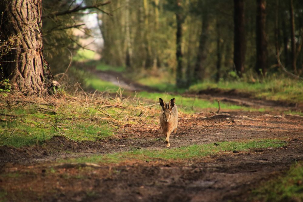 Der Hase 2