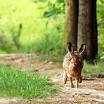 Der Hase