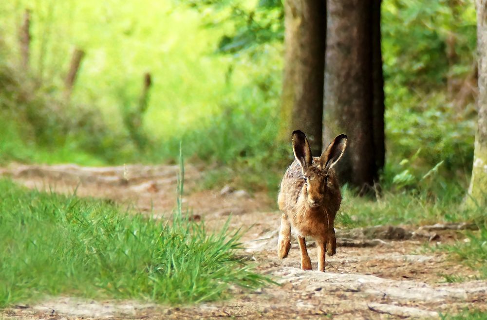 Der Hase