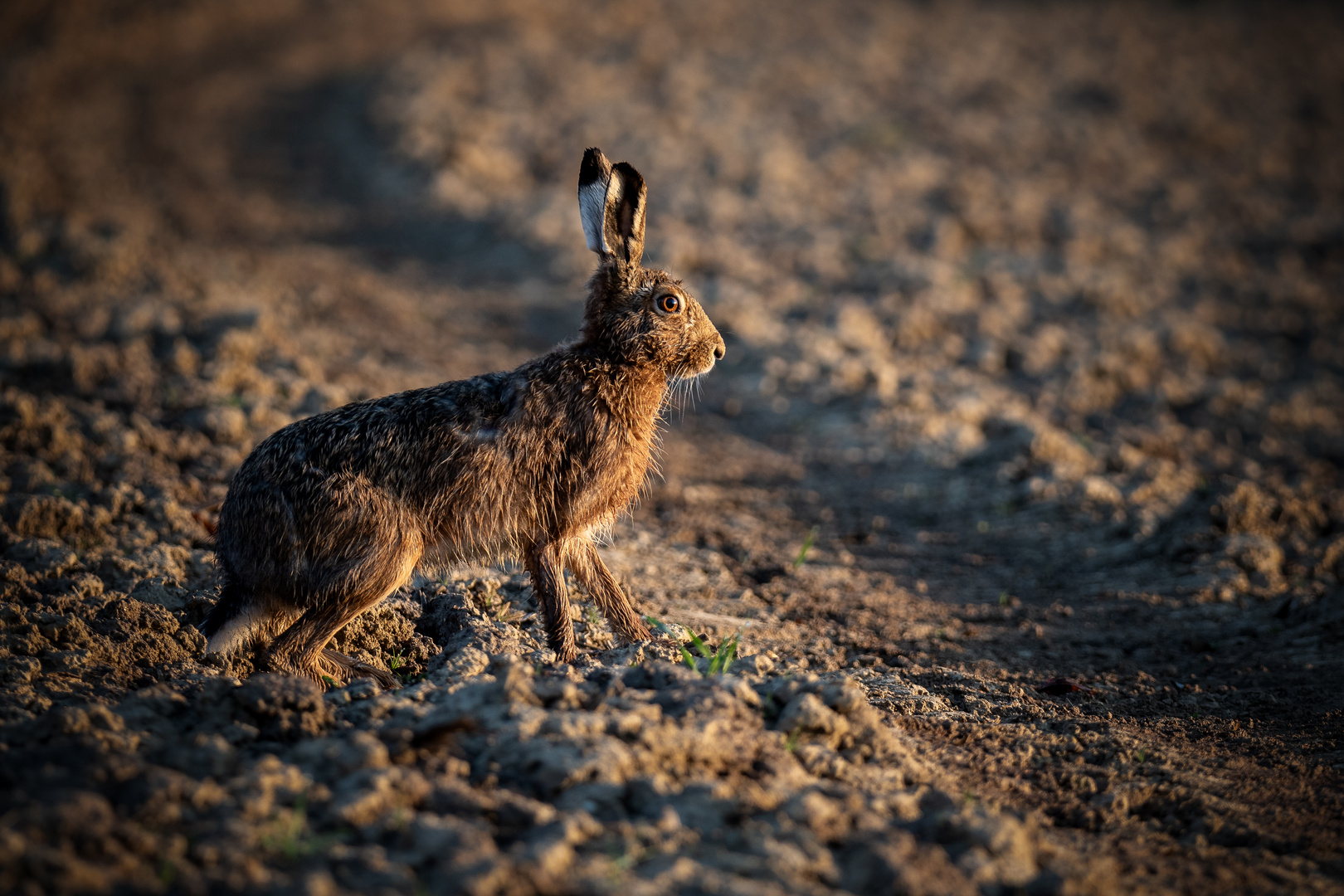 Der Hase