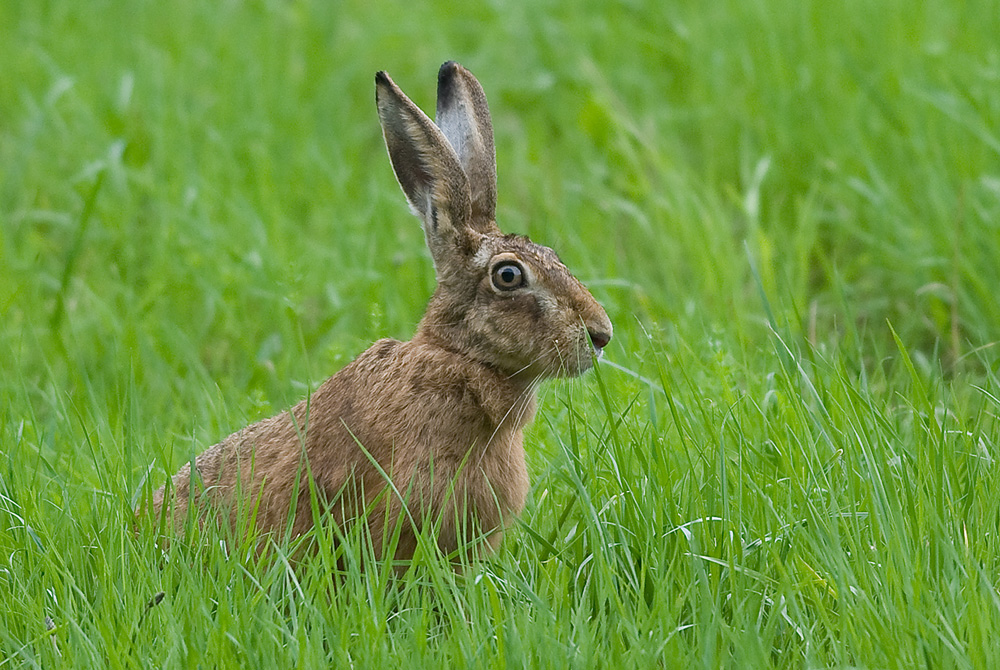 Der Hase