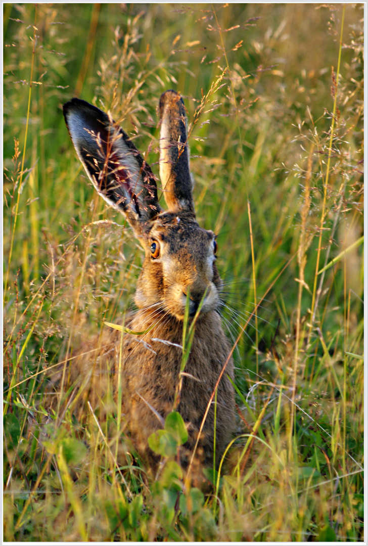 der Hase