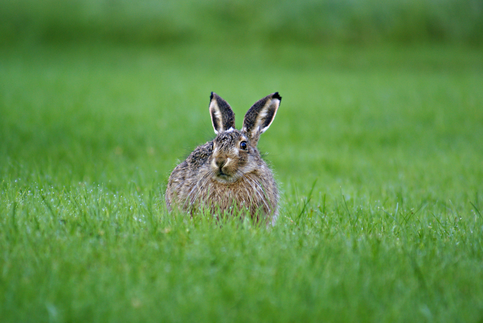 der Hase am Morgen