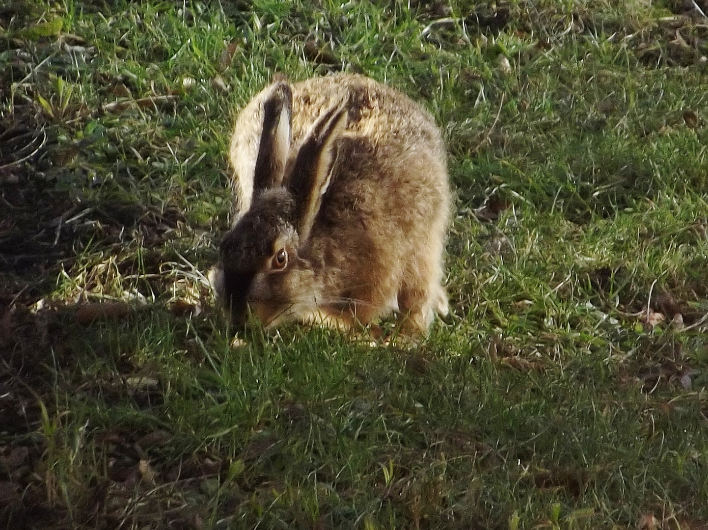 Der Hase hat hunger