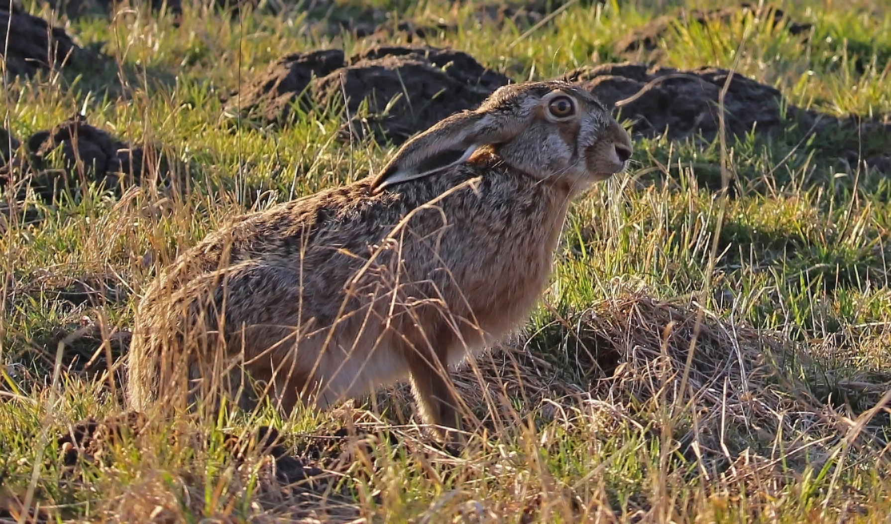 Der Hase im Feld Foto & Bild natur, tiere, wildlife Bilder auf